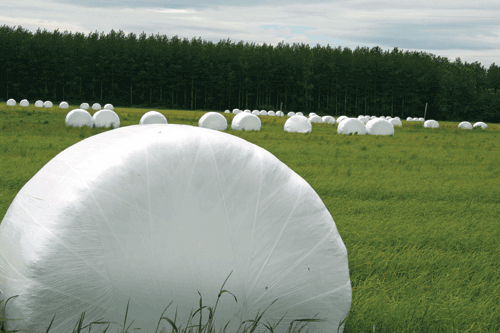 Marshmellow fields hay fields